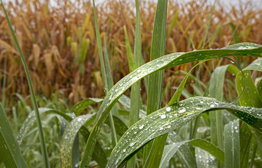 Neve e pioggia, dicembre generoso in Sicilia. Adesso si aspetta un ulteriore miglioramento