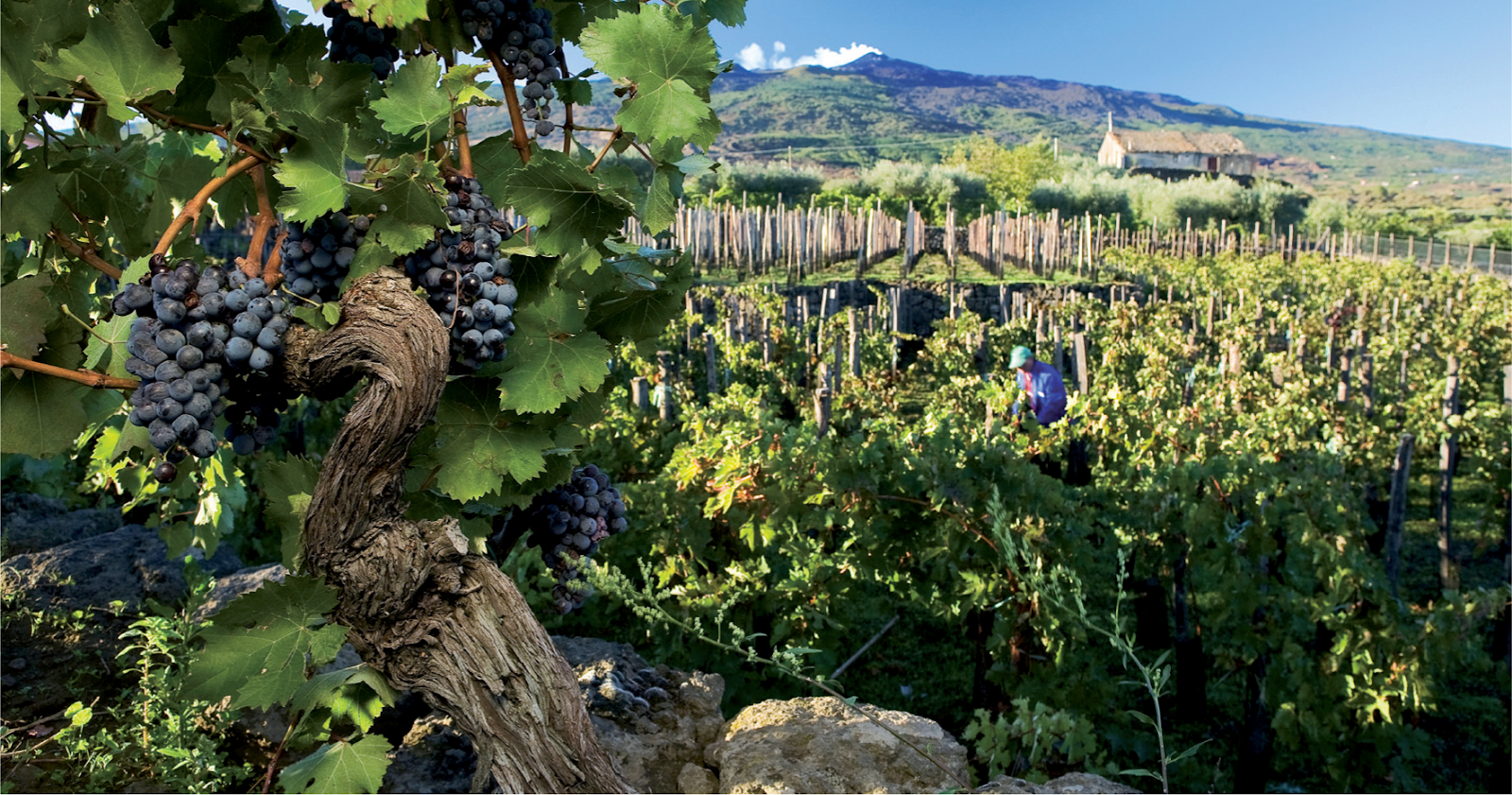 Strada del Vino e dei Sapori dell’Etna, nel 2024 raddoppiate le presenze al Tour del Treno dei Vini dell’Etna
