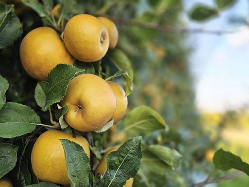 Arriva Dora, nuova varietà di mela nata da università Bologna Arriva Dora, nuova varietà di mela nata da università Bologna
