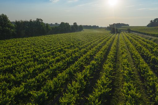 Vino, Consorzio Lugana Doc: nel 2024 imbottigliato ha segnato -22%