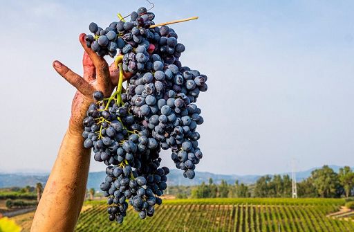 Assovini Sicilia a “Wine Paris” con 20 Cantine associate