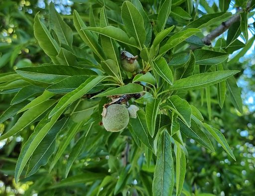 Comparto mandorlicolo siciliano in crisi: produzione -70%