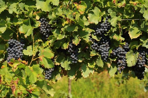 Università Verona: la ricerca non si ferma distruggendo piante