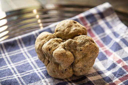 A Pantelleria un progetto sperimentale per coltivare il tartufo
