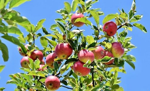 In Toscana recuperate 24 varietà antiche di alberi da frutto