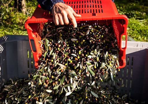 Cabina Regia Masaf rafforza nel 2025 i controlli agroalimentari