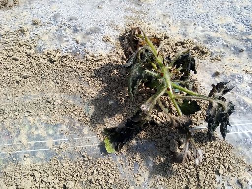 Da E-R 1,4 mln a aziende ortofrutta per impianti difesa gelo