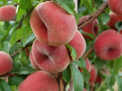 Biologico: fatturato cooperative +3,8%, vino prodotto più venduto