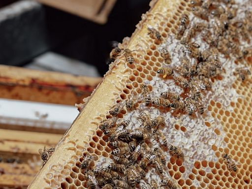 Toscana: 150.000 euro contro estinzione specie animali autoctone Toscana: 150.000 euro contro estinzione specie animali autoctone