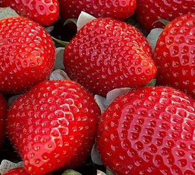 Carrello della spesa, prezzi in calo per fragole e finocchi