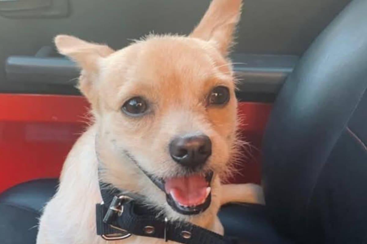 Orrore nelle Madonie, cane scomparso trovato scuoiato e impiccato