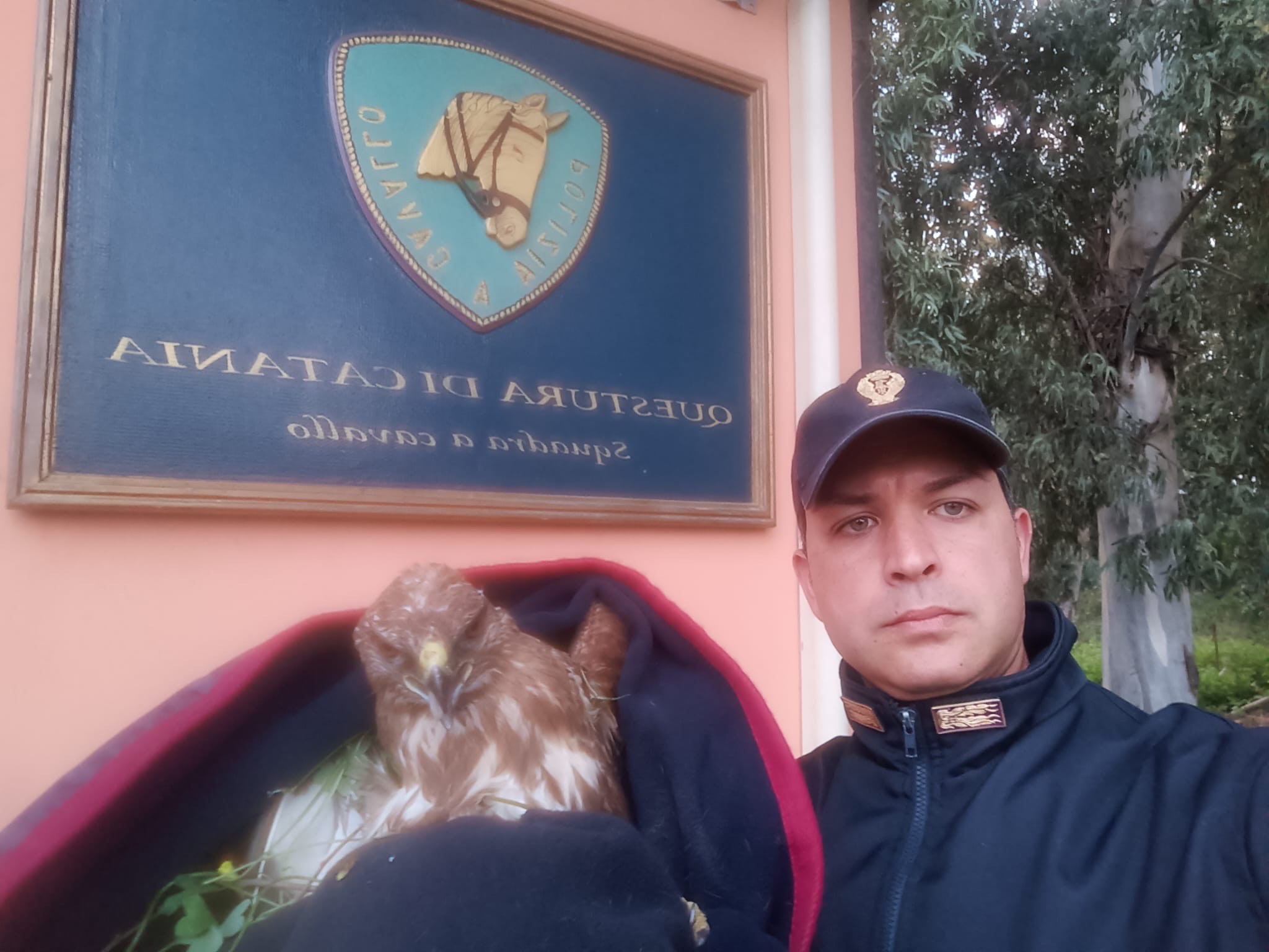 Catania: Polizia salva una poiana ferita durante i festeggiamenti di Sant’Agata