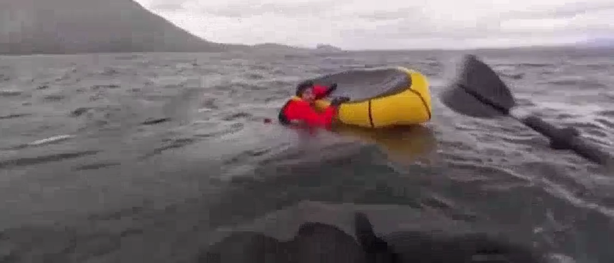 VIDEO | Megattera inghiotte e risputa canoista a Punta Arenas