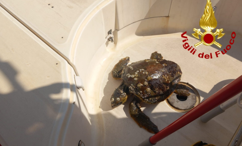 Catania, vigili del fuoco salvano tartaruga incastrata tra i rifiuti