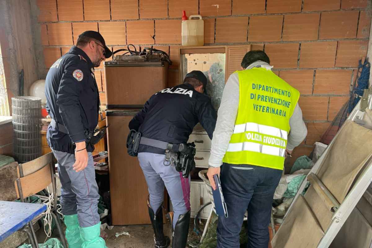 Catania, blitz della Polizia in una stalla: salvati 6 cavalli in condizioni di dregado