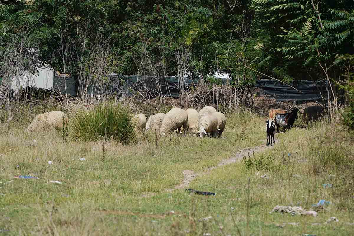 Oltre 380 lotti di terreno a bando per il pascolo