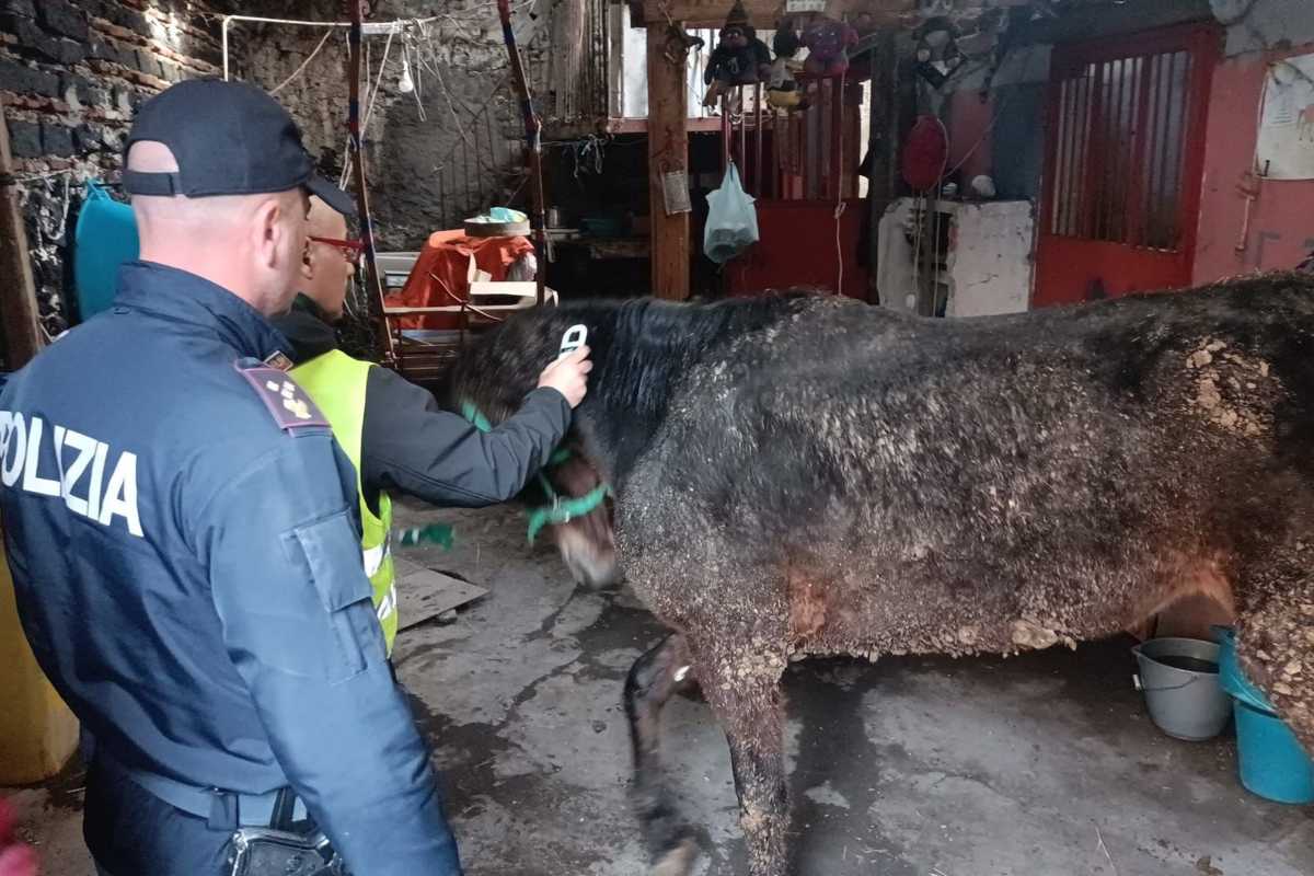VIDEO | Catania, denunciato uomo per maltrattamento di animali: sequestrata una cavalla pronta alla macellazione