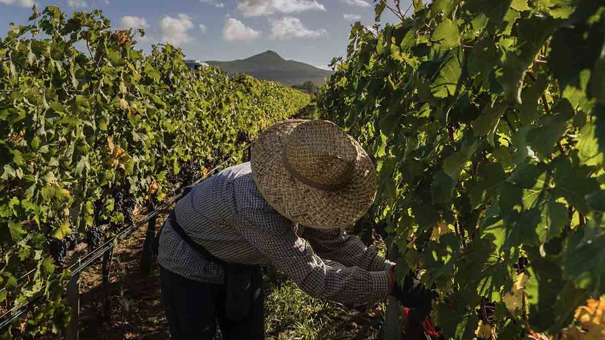Vitigni rari, via libera dalla Regione al progetto dell’Università di Catania