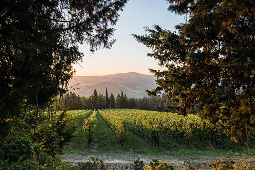 Vino, Cantina Noelia Ricci: “Il Sangiovese come lo faceva il bisnonno”