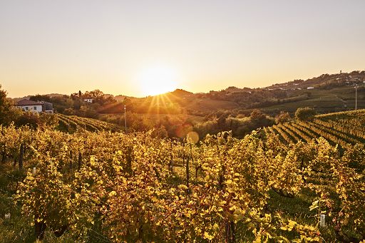 Vino, Primosic entra nel catalogo Visconti43 di Gruppo Meregalli