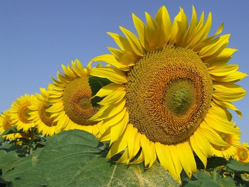 Olio di girasole, positive previsioni consumo e produzione