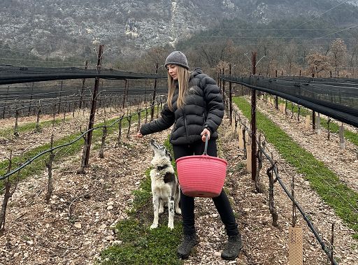 Vino, Maso Martis: 2.000 mq di vigneto per sperimentare l’agroecologia