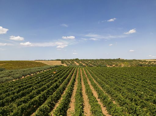 Cantine Settesoli capofila contratto di filiera “White Wine Identity”