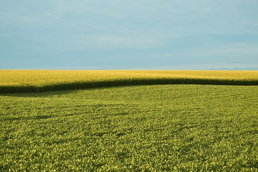 Consiglio Ue: accordo su mandato negoziale per le Ngt, i nuovi Ogm