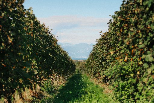 Consorzio Lugana Doc partner di Officine Saffi per mostra Tempelhaug