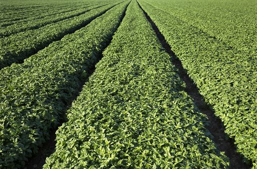 Barilla lancia Accademia del basilico, piano di formazione per agricoltori