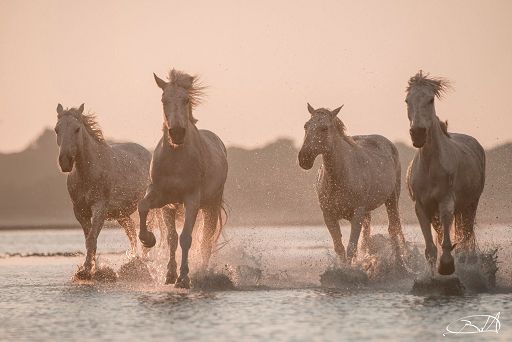 Mostre, a Roma “Zefiro, vento di primavera” di Barbara Dall’Angelo