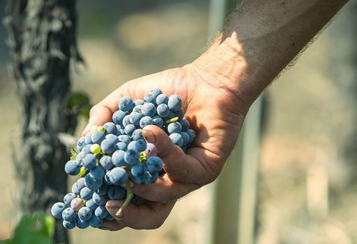 Vino, il 12 e 13 aprile la seconda edizione del “Sangiovese Festival”