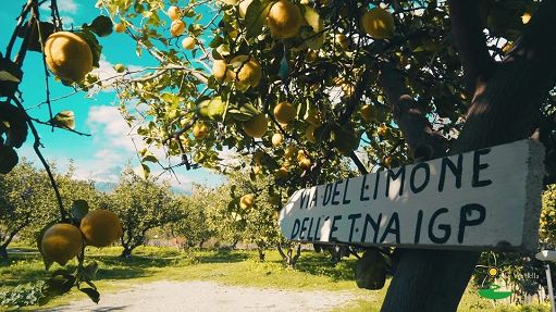 Barbagallo (R.Sicilia):fondamentale valorizzare nostra gastronomia Barbagallo (R.Sicilia):fondamentale valorizzare nostra gastronomia