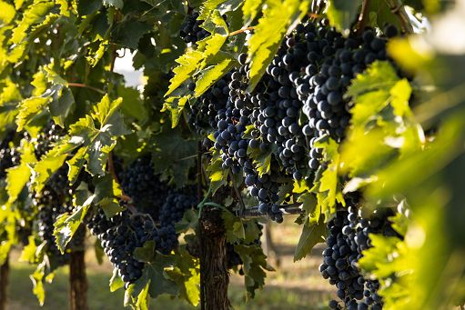 Vino, Uiv: bene il pacchetto Ue per tempismo e semplificazione