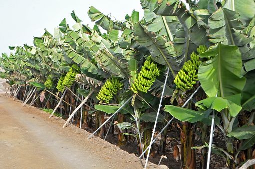 Orsero: accordo strategico per filiera della Igp del Platano Canarie