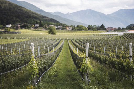 Vino, Consorzio Vini del Trentino a Vinitaly con una rete di alleanze