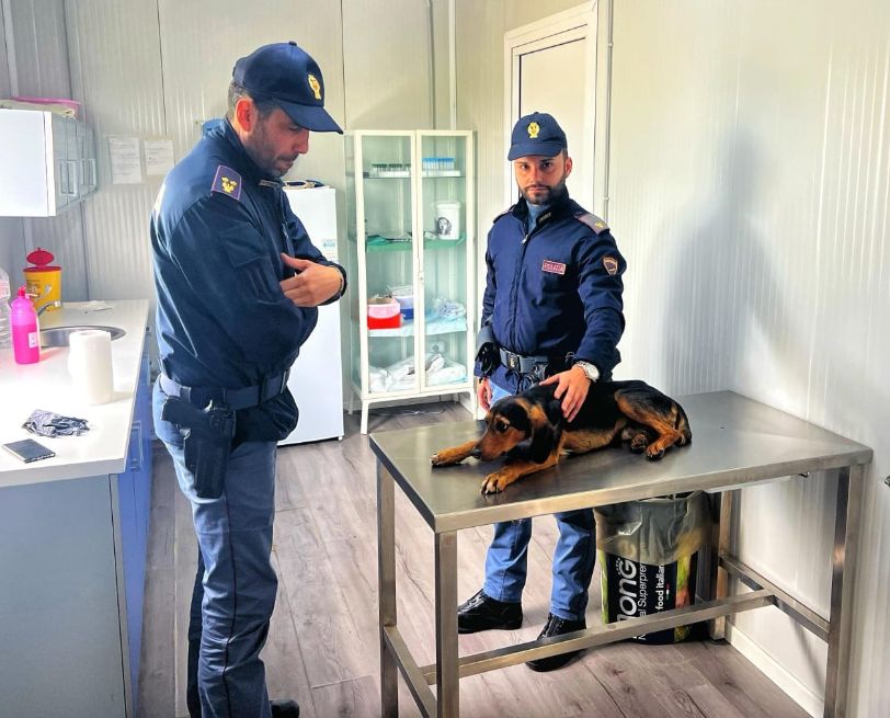 Gela, poliziotto fuori servizio salva cane investito: serve raccolta fondi per operarlo