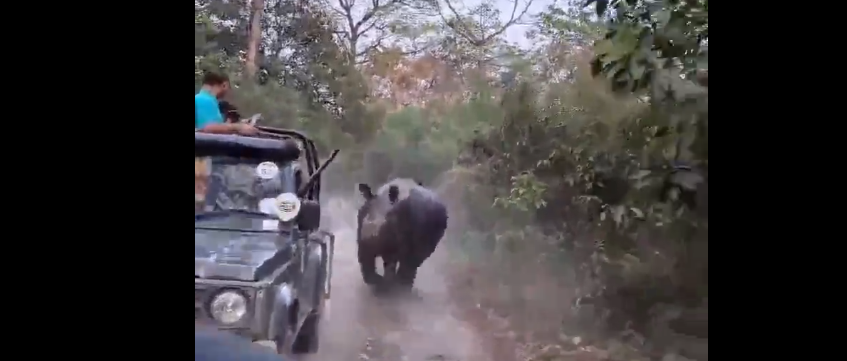 VIDEO | Terrore durante il safari in India: rinoceronte insegue turisti