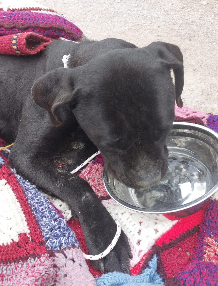 Cane smarrito salvato sui binari: grazie al microchip torna dal proprietario