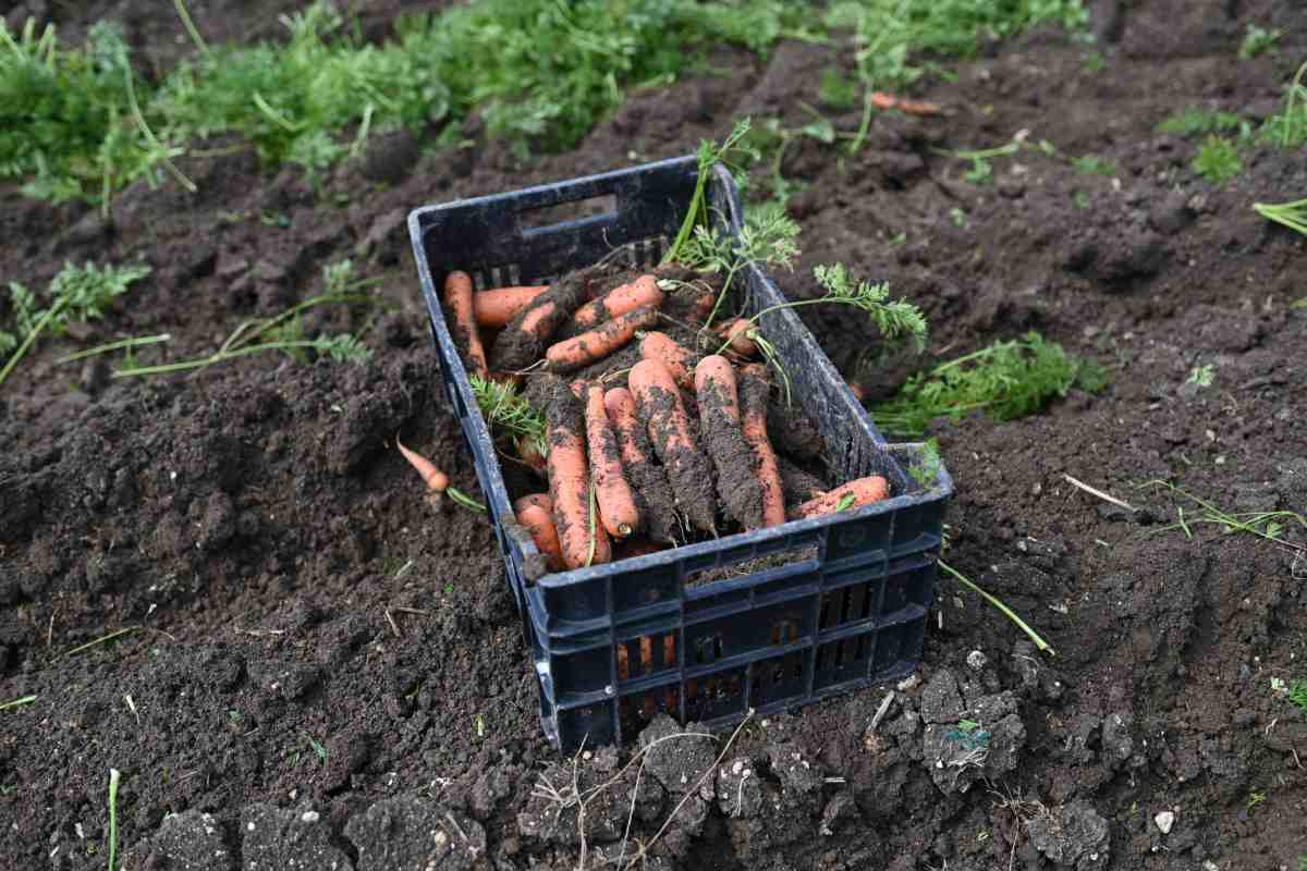 VIDEO | Carota novella di Ispica IGP: un’eccellenza siciliana