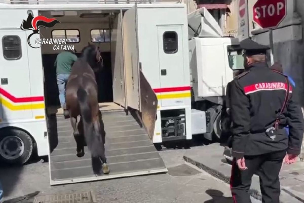 Catania, stalla abusiva nel centro storico: denunciato 36enne e sequestrati due cavalli