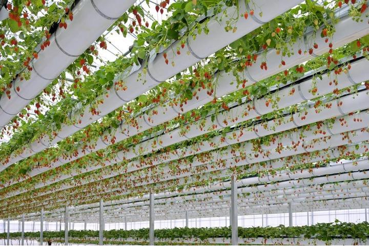 La “dolce tempesta” dell’International strawberry symposium. In Cina un hub all’avanguardia per la coltivazione delle fragole