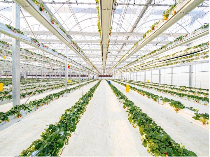 La “dolce tempesta” dell’International strawberry symposium. In Cina un hub all’avanguardia per la coltivazione delle fragole