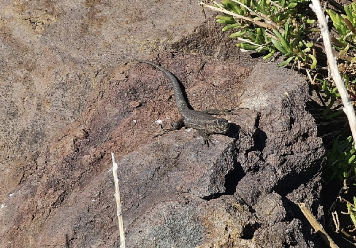 L’Odissea di Nolan passa anche dallo scoglio al largo di Lipari. “Lucertola delle Eolie non sarà a rischio”