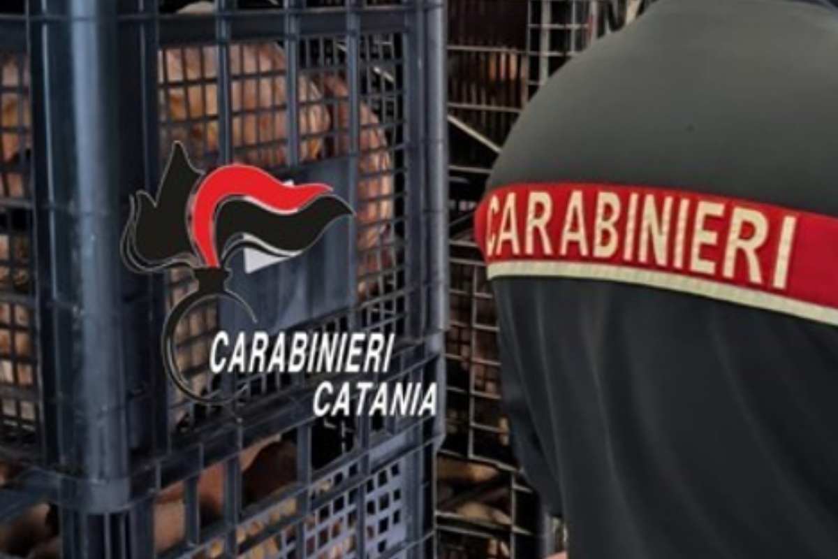 Aci Sant’Antonio, un panificio in critiche condizioni igienico-sanitarie: sospesa l’attività