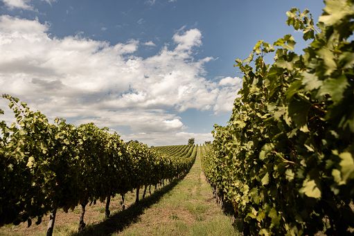 A Vinitaly le Marche presenti con 111 Cantine ed eventi dedicati