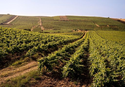 Consorzio Vini Doc Sicilia: a Vinitaly masterclass sul progetto Lucido