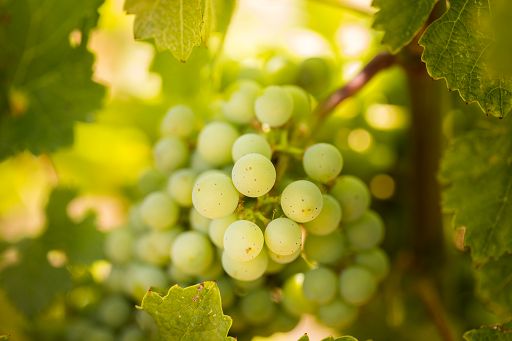 Vino, Regione Sardegna debutta a “Vinitaly and the City” a Verona