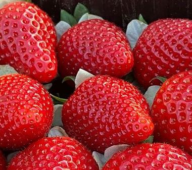 Prezzi ingrosso fragole in calo del 16,5%, bene carciofi e biete