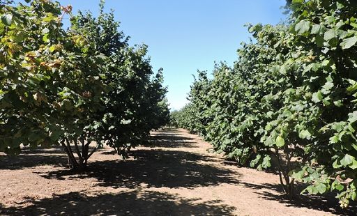 In Piemonte progetto triennale ricerca su Nocciola Tonda Gentile In Piemonte progetto triennale ricerca su Nocciola Tonda Gentile